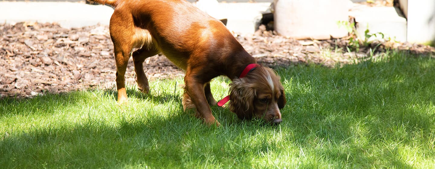 Chien marron reniflant de l'herbe dans le jardin