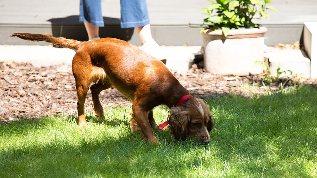 Brauner Hund, der am Gras im Garten schnüffelt