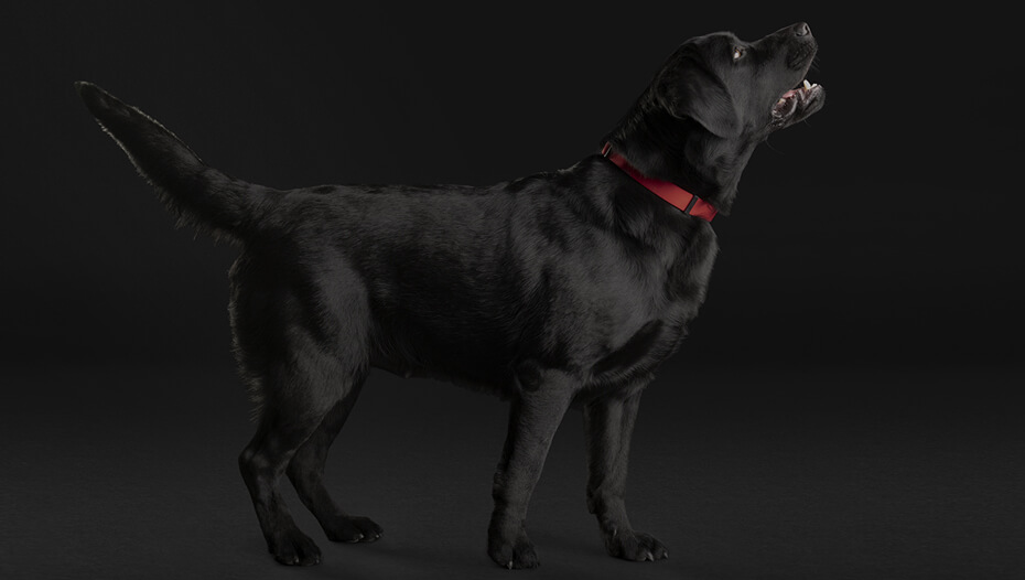 Schwarzer Labrador