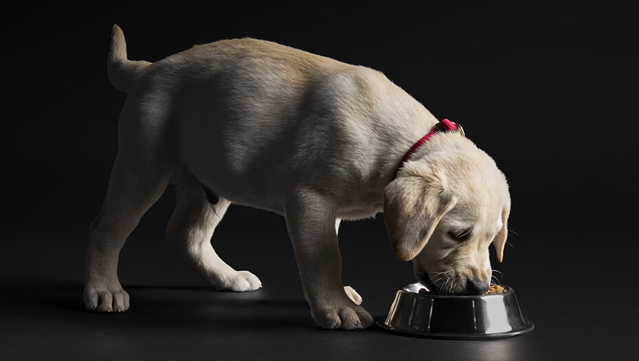 Labradorwelpe, der aus einem Napf frisst