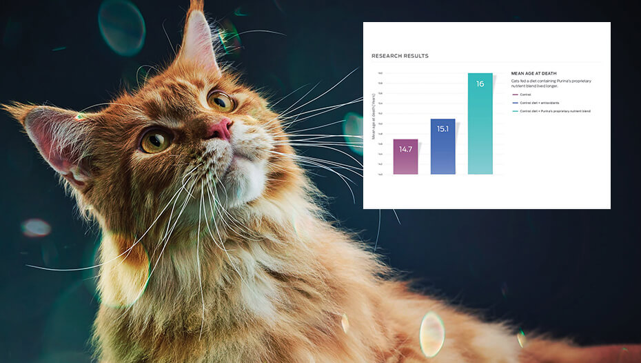 Rote Katze und Balkendiagramm