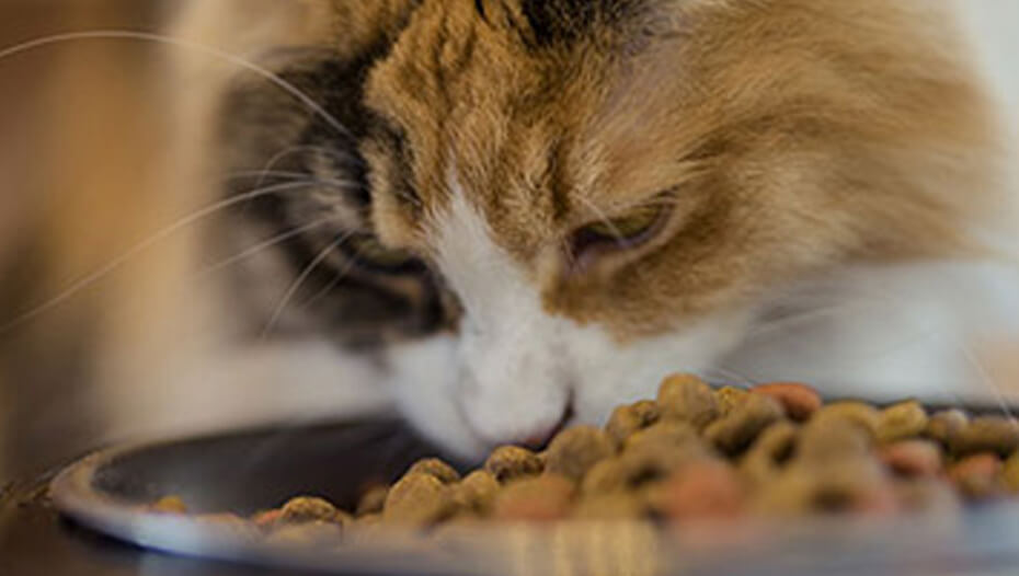 Schildpatt-Katze, die aus Futternapf frisst