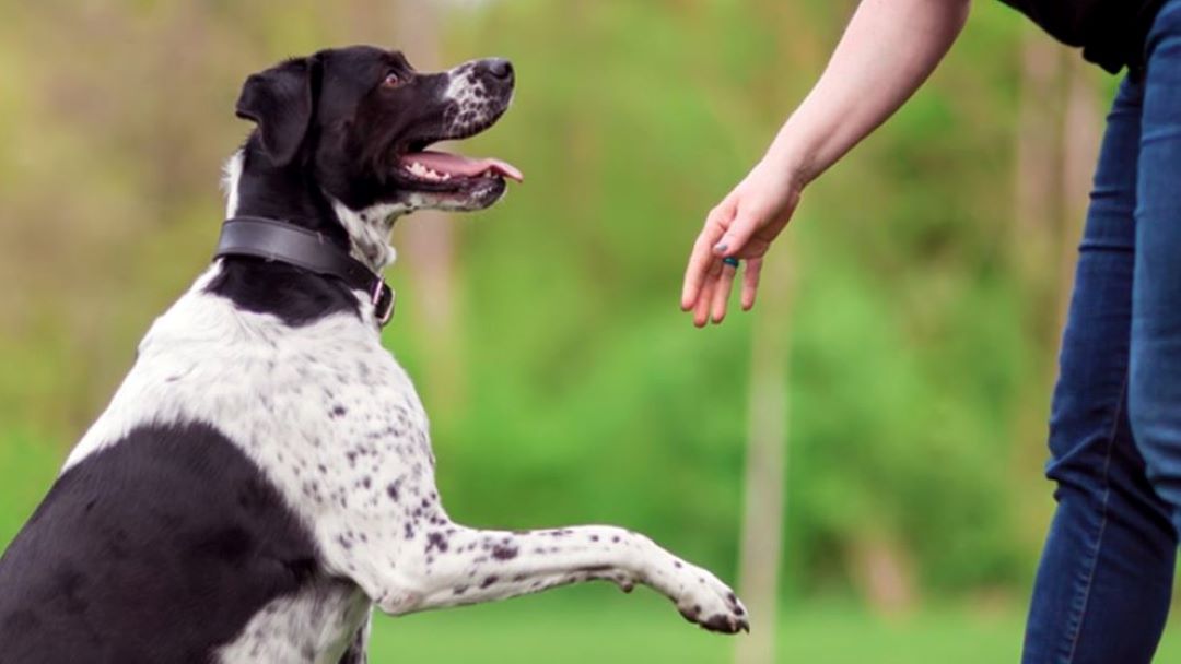 WIE BRINGEN SIE IHREM HUND GEHORSAMKEIT BEI?