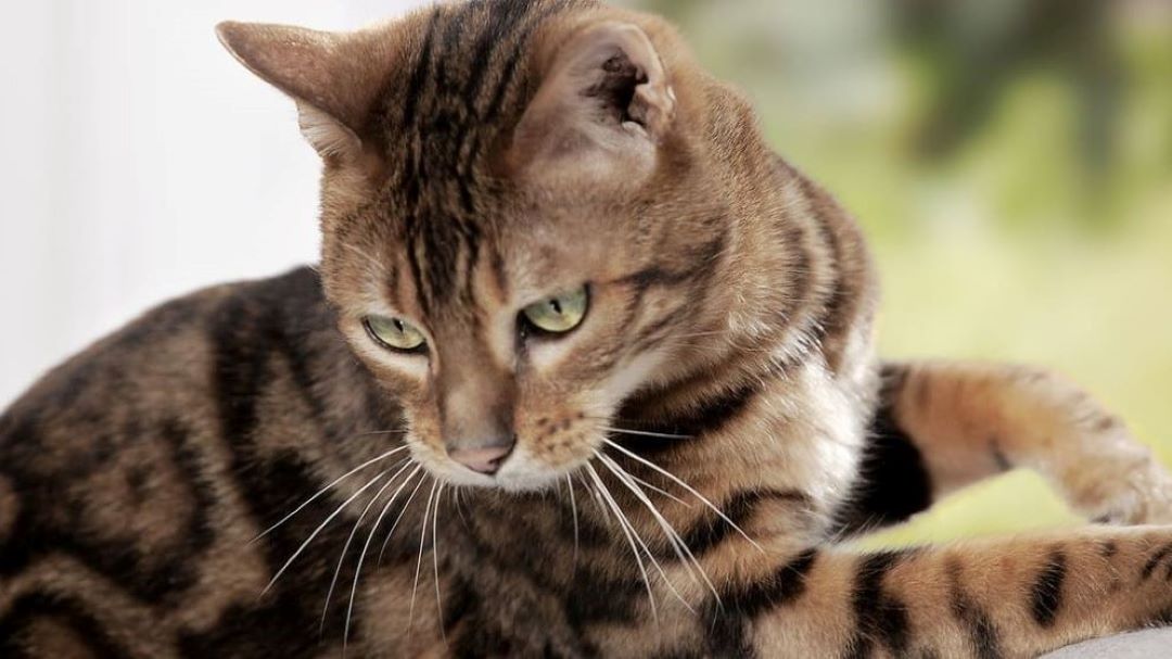 Pourquoi mon chat ne mange-t-il pas toute sa nourriture en une seule fois ?