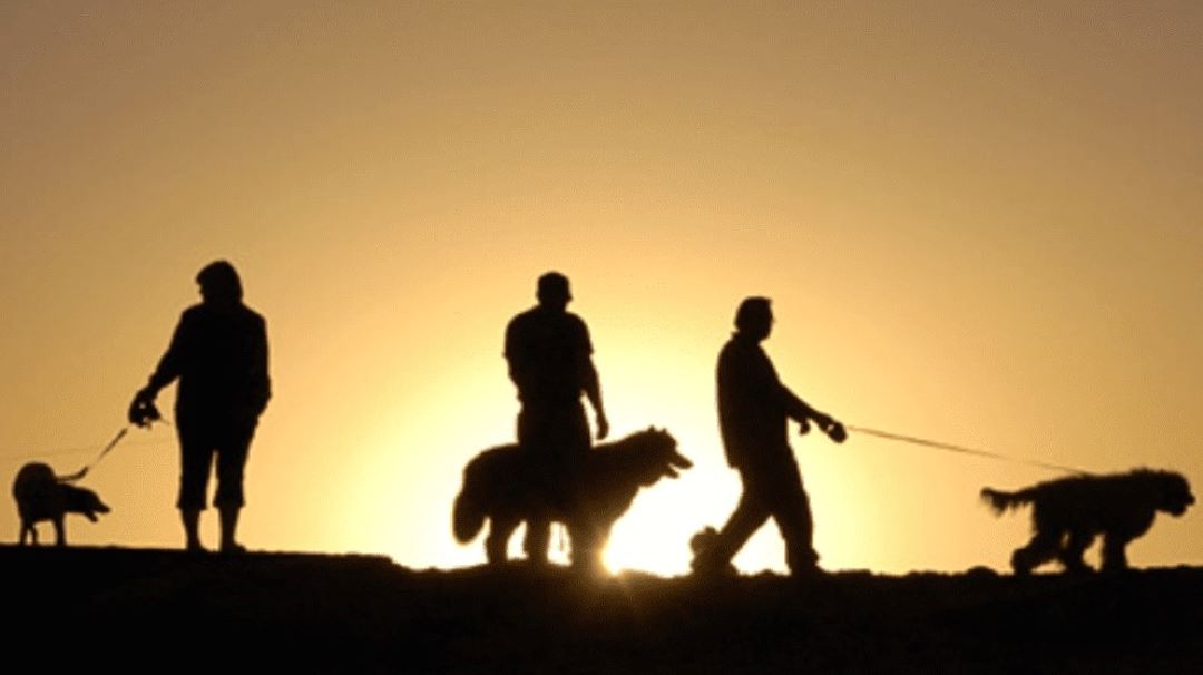 Présentation entre chiens