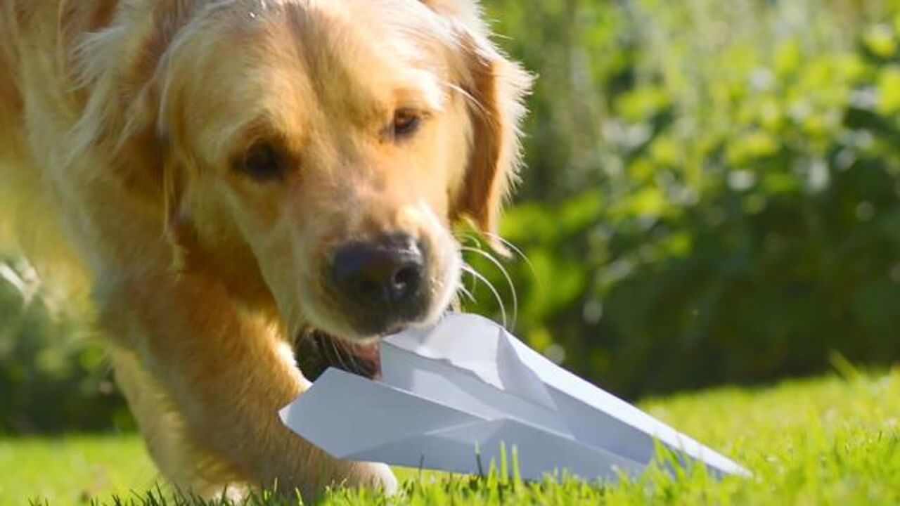 Hund frisst einen Papierflieger