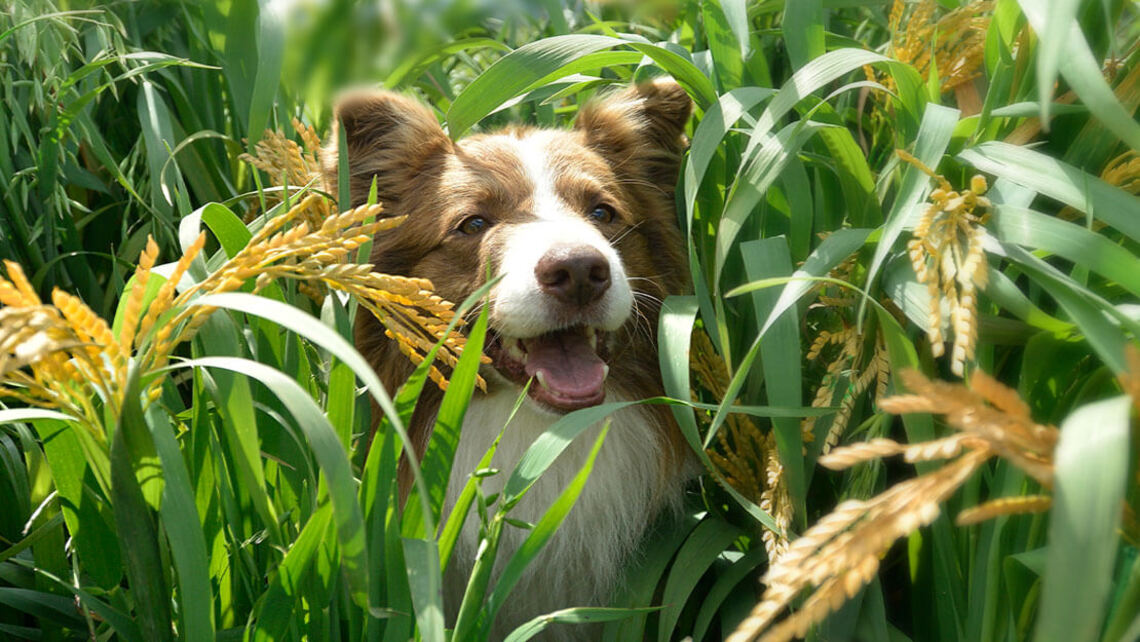 BENEFUL Nourriture pour chien