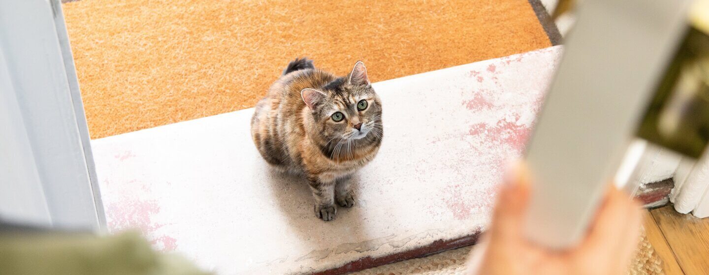 Chat marron foncé assis devant la porte