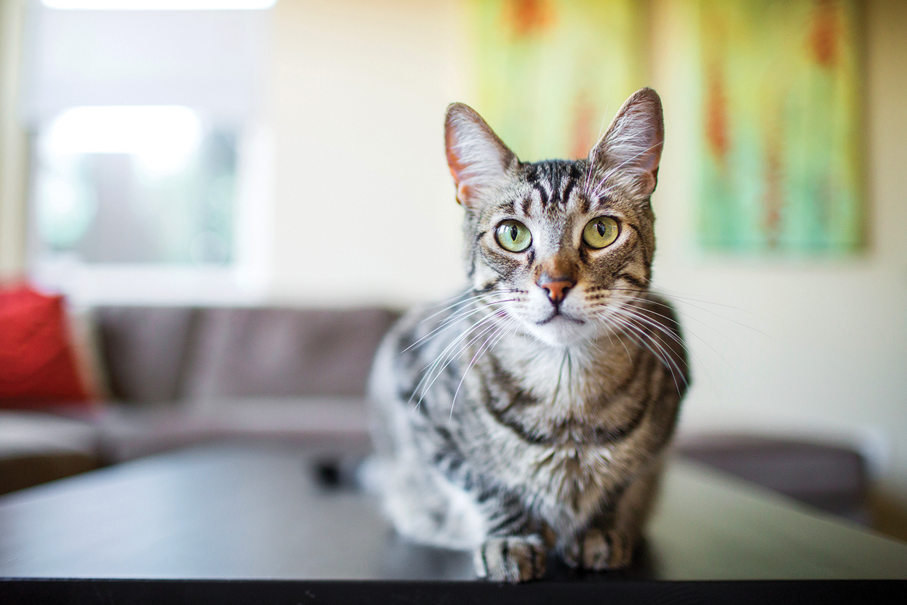 Eine Katze, die auf einem Couchtisch in einem Wohnzimmer liegt