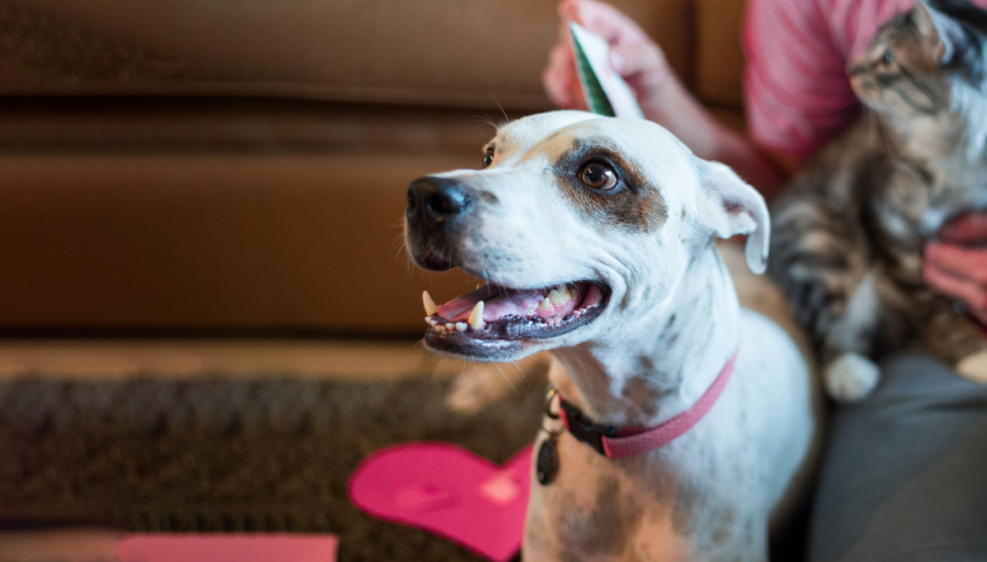 Chien avec collier rose