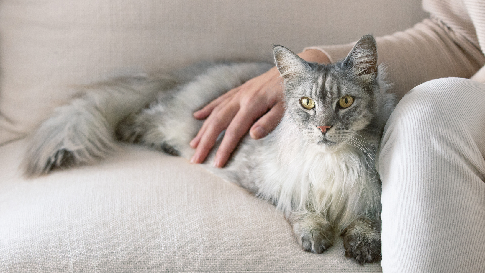 Un chat gris à poil long allongé sur un canapé avec la main de ses propriétaires caressant son dos