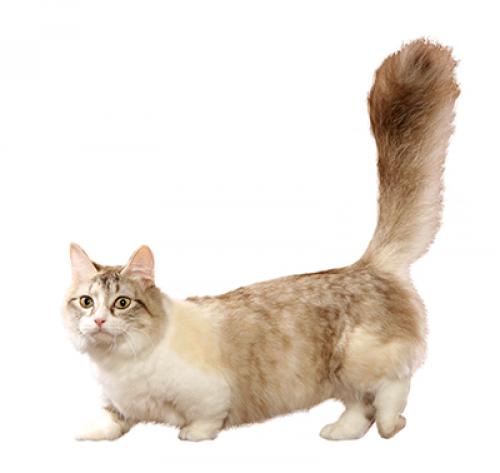 https://www.purina.ch/sites/default/files/breed_library/cat_munchkin.jpg