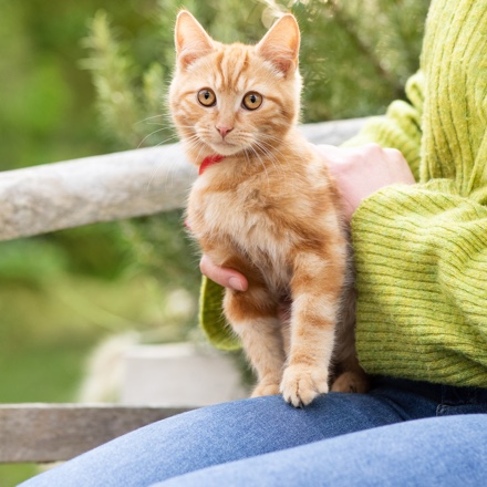 CTA de navigation pour "Produits Cat"