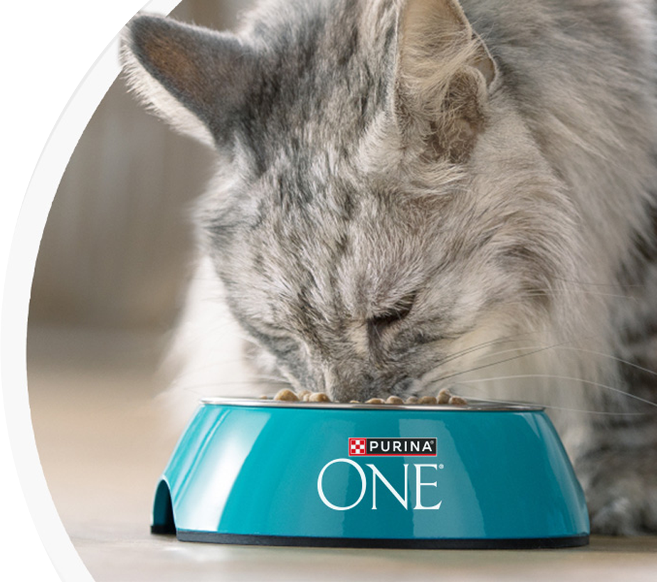 Le chat mange dans sa gamelle