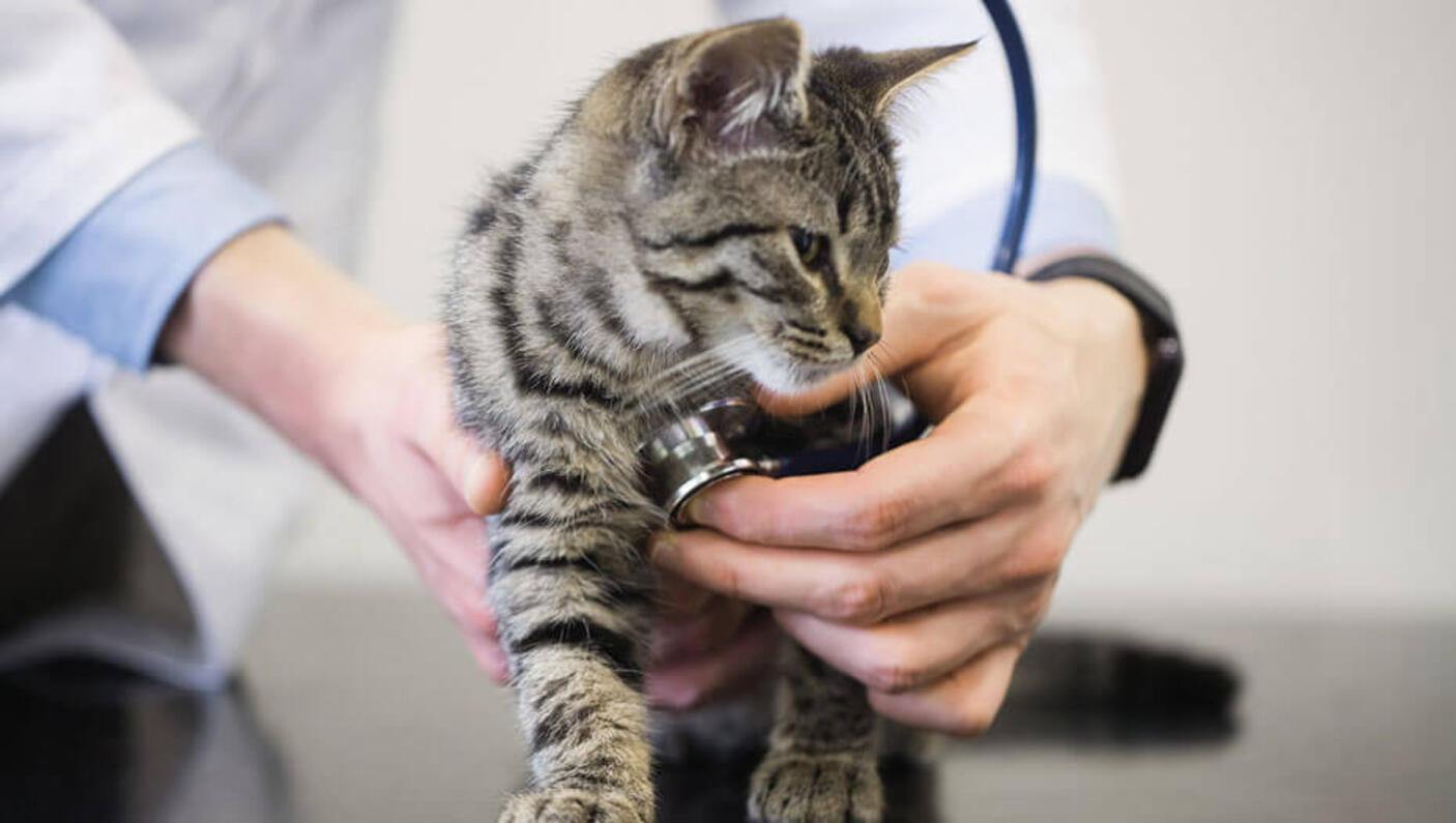 Katze mit Herzschlag vom Tierarzt gehört