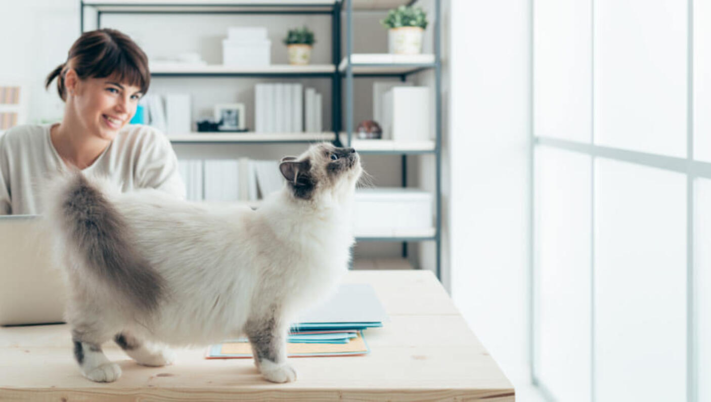 Frau mit Katze auf Schreibtisch