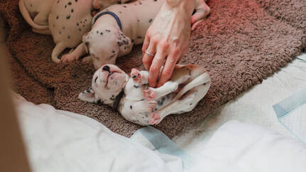 Chiots Dalmatien se faisant chatouiller le ventre