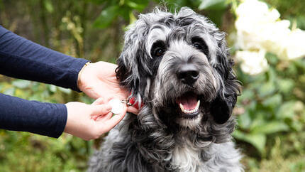 Humain regardant le collier d’un chien