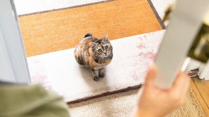 Dunkelbraune Katze, die vor der Tür sitzt