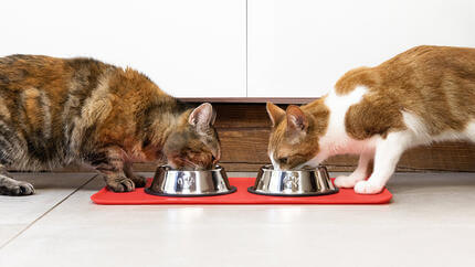 Deux chats mangeant dans une gamelle