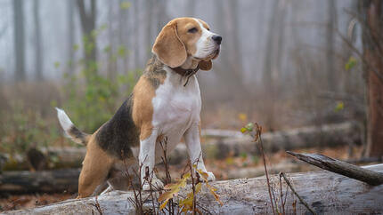 Hund, der im Wald auf Holz sitzt