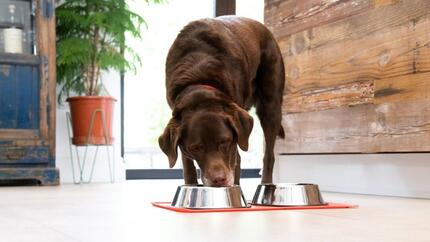 Schokoladenbrauner Labrador, der aus einer weissen Schüssel frisst