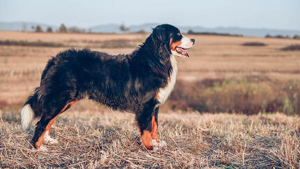 Chien dans un pré