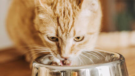 Chat roux mangeant dans une gamelle