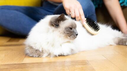 Flauschige weisse Katze, die gebürstet wird