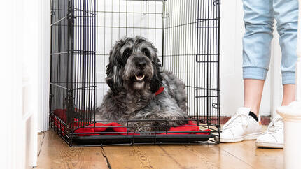 Chien couché dans une cage