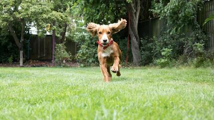 Chiot courant dans un jardin