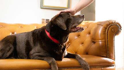 Hund sitzt auf hellblauem Sofa