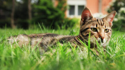 Katze liegt im Gras