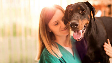 Epilepsie beim Hund