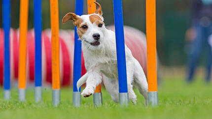 Kleiner Hund läuft über einen Agility-Parcours