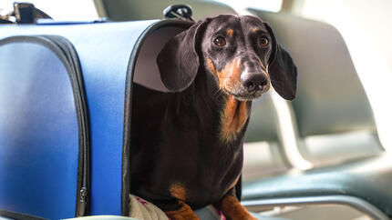 Teckel dans un sac dans un avion