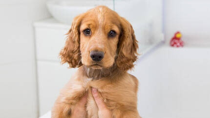 Chiot tenu au-dessus de la baignoire