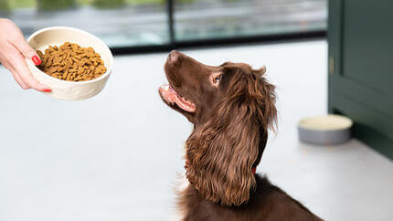 Épagneul regardant bol de nourriture pour chien