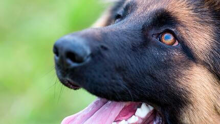 Ursachen für Taubheit bei Hunden