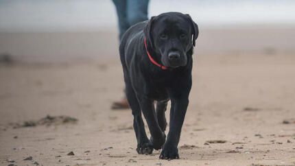 GESTION DU POIDS CHEZ LES CHIENS