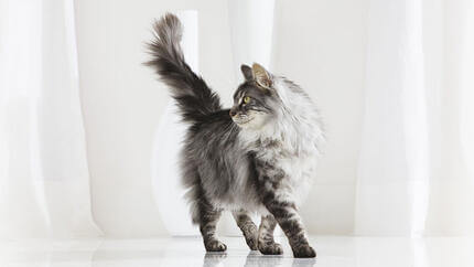 Quand, où, et en quelles quantités nourrir votre chat