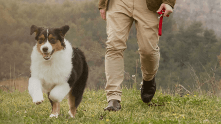 Les troubles cutanés chez les chiens