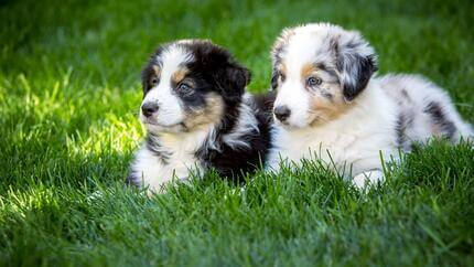 sociabiliser un chiot