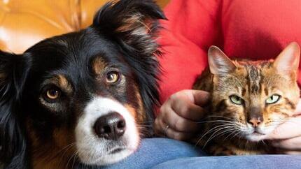 Entre chats et chiens