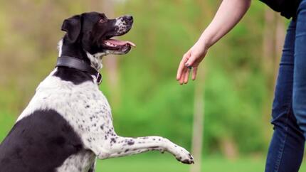 COMMENT FAIRE POUR QUE VOTRE CHIEN VOUS OBÉISSE ?