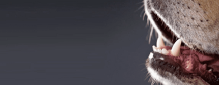 dermatite atopique chien