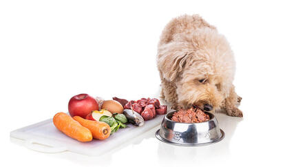 alimentation-crue-pour-chiens-teaser