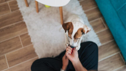 bois-de-cerf-pour-chien-teaser