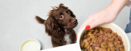 croquettes-pour-chien-difficile-hero