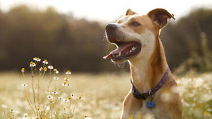 Hund auf einer Wiese mit Blumen